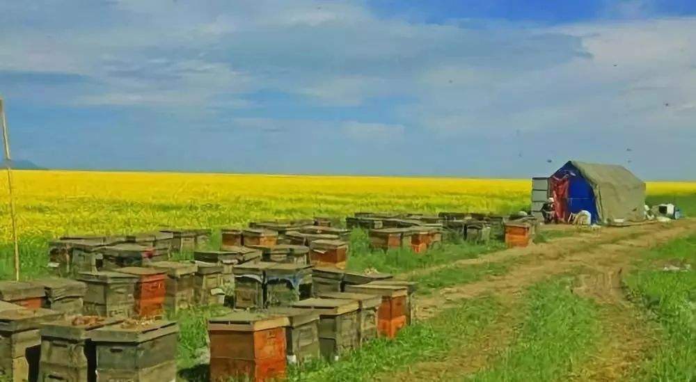 新手養(yǎng)蜂注意事項有哪些？