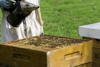 新手養(yǎng)蜂注意事項有哪些？