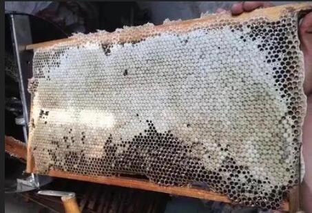 什么叫子脾(蜜脾與子脾的區(qū)別) 什么叫子脾(蜜脾與子脾的區(qū)別)