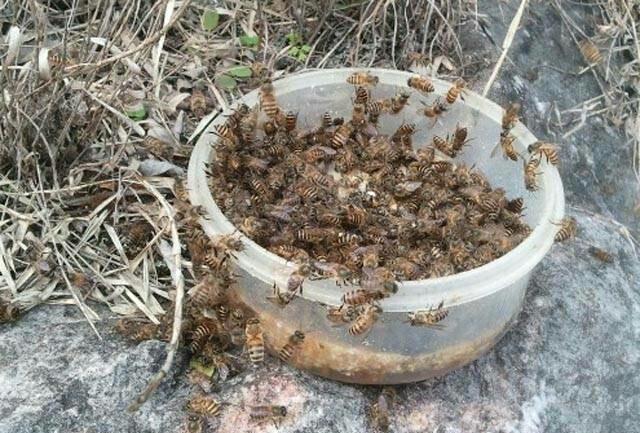 成立養蜂合作社有什么好處(蜜蜂養殖專業合作社) 成立養蜂合作社有什么好處(蜜蜂養殖專業合作社)