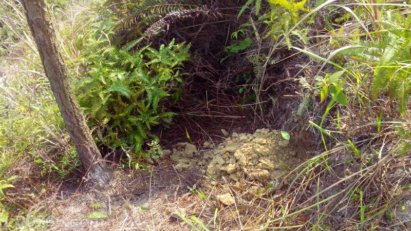 成立養蜂合作社有什么好處(蜜蜂養殖專業合作社) 成立養蜂合作社有什么好處(蜜蜂養殖專業合作社)