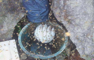 成立養蜂合作社有什么好處(蜜蜂養殖專業合作社) 成立養蜂合作社有什么好處(蜜蜂養殖專業合作社)