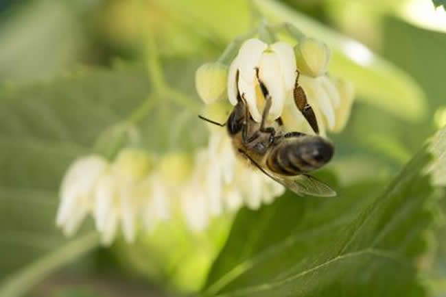 【蜜蜂知識】東北黑蜂的生活習性 東北黑蜂的生活習性