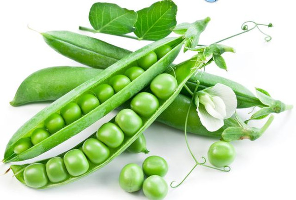 蠶豆與豌豆的區別是什么(蠶豆與豌豆的區別) 蠶豆與豌豆的區別是什么(蠶豆與豌豆的區別)