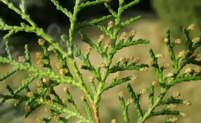 柏樹的種類有哪些(柏樹種類分辨方法) 柏樹的種類有哪些(柏樹種類分辨方法)