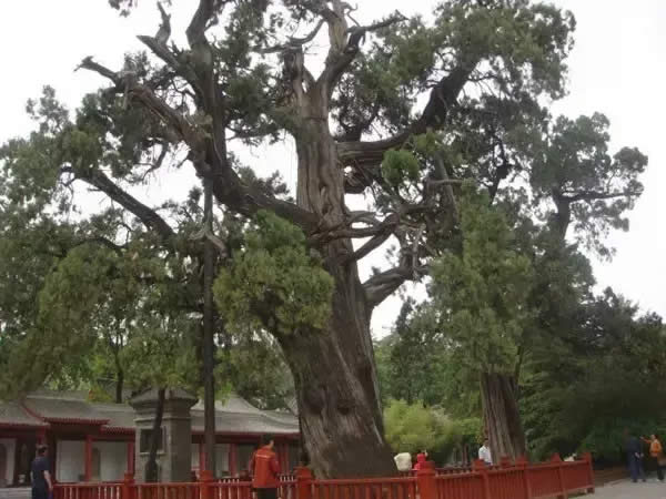 柏樹的種類有哪些(柏樹種類分辨方法) 柏樹的種類有哪些(柏樹種類分辨方法)