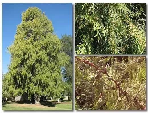 柏樹的種類有哪些(柏樹種類分辨方法) 柏樹的種類有哪些(柏樹種類分辨方法)