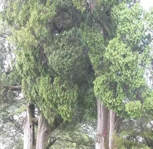 柏樹的種類有哪些(柏樹種類分辨方法) 柏樹的種類有哪些(柏樹種類分辨方法)