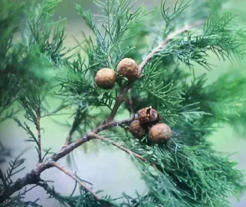 柏樹的種類有哪些(柏樹種類分辨方法) 柏樹的種類有哪些(柏樹種類分辨方法)