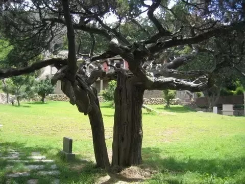 柏樹的種類有哪些(柏樹種類分辨方法) 柏樹的種類有哪些(柏樹種類分辨方法)