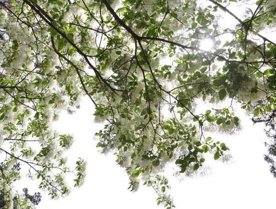 六月雪花語是什么含義(六月雪花語的寓意和象征) 六月雪花語是什么含義(六月雪花語的寓意和象征)