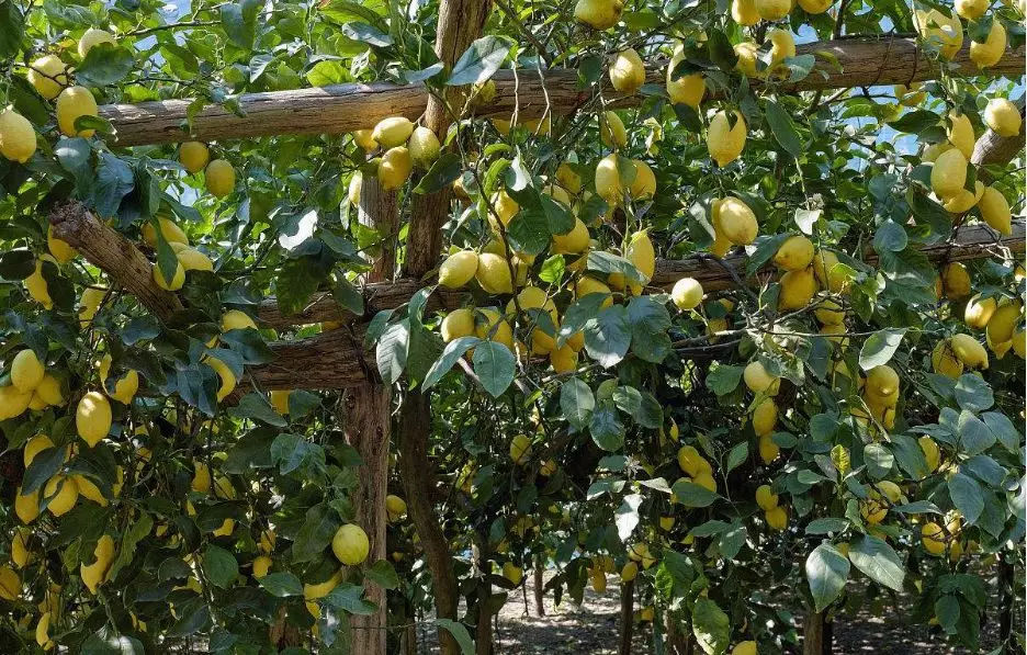 怎樣種植檸檬才結果(檸檬栽培技術要點) 怎樣種植檸檬才結果(檸檬栽培技術要點)