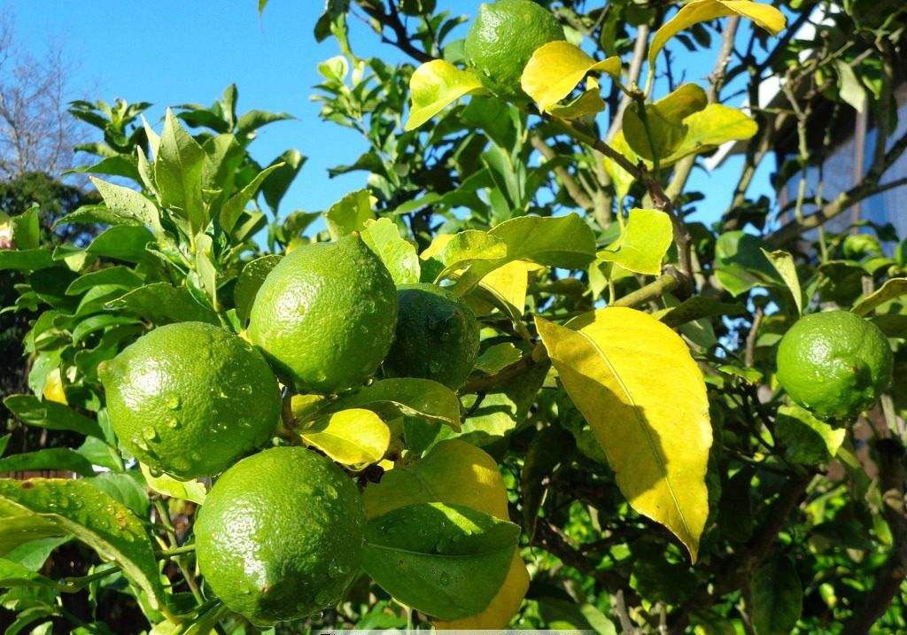 怎樣種植檸檬才結果(檸檬栽培技術要點) 怎樣種植檸檬才結果(檸檬栽培技術要點)