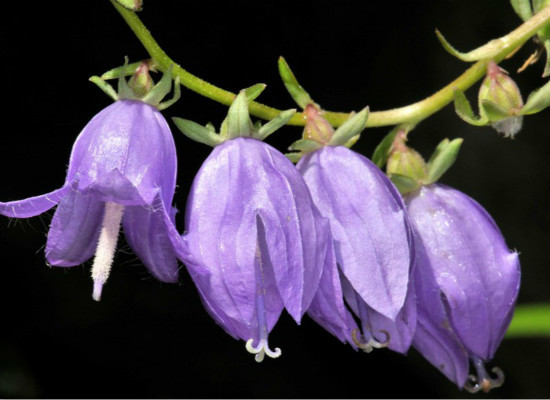 叢生風鈴草怎么種(叢生風鈴草的種植和護理方法) 叢生風鈴草怎么種(叢生風鈴草的種植和護理方法)
