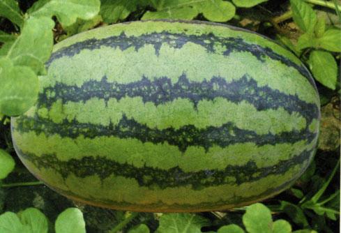 無籽西瓜有哪些品種(15種無籽西瓜品種介紹) 無籽西瓜有哪些品種(15種無籽西瓜品種介紹)