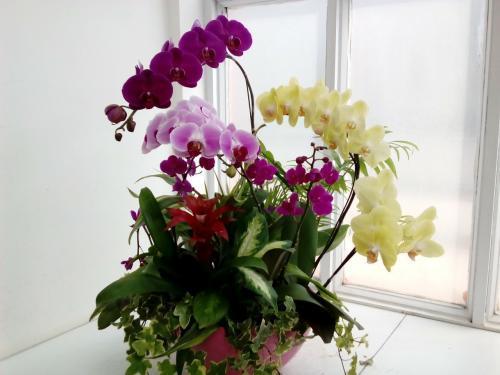 蝴蝶蘭的象征意義是什么(蝴蝶蘭的花語和寓意) 蝴蝶蘭的象征意義是什么(蝴蝶蘭的花語和寓意)