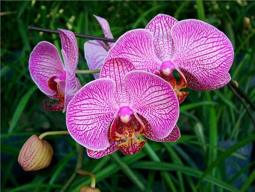 蝴蝶蘭的象征意義是什么(蝴蝶蘭的花語和寓意) 蝴蝶蘭的象征意義是什么(蝴蝶蘭的花語和寓意)