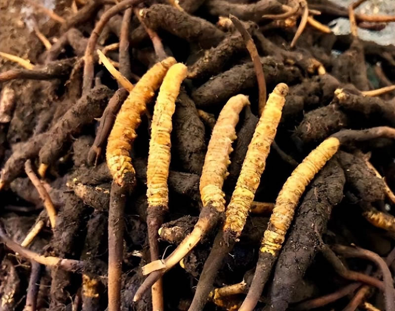 冬蟲夏草究竟是蟲還是草 冬蟲夏草究竟是蟲還是草