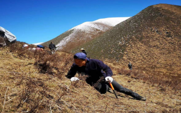 冬蟲夏草究竟是蟲還是草 冬蟲夏草究竟是蟲還是草