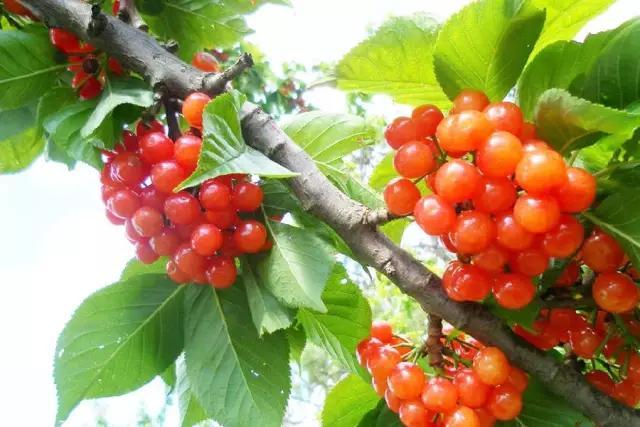 摘櫻桃是幾月份(摘櫻桃時(shí)間和方法) 摘櫻桃是幾月份(摘櫻桃時(shí)間和方法)