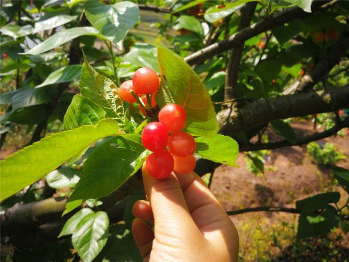 摘櫻桃是幾月份(摘櫻桃時(shí)間和方法) 摘櫻桃是幾月份(摘櫻桃時(shí)間和方法)