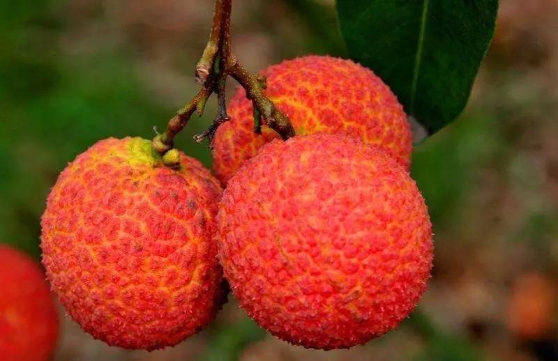 荔枝什么時候成熟季節(荔枝的成熟時間和種植方法) 荔枝什么時候成熟季節(荔枝的成熟時間和種植方法)