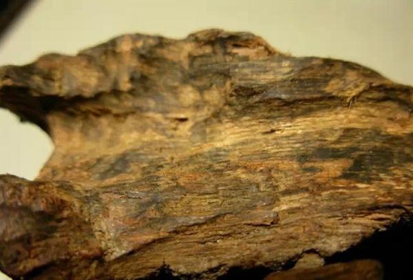 白木香是沉香嗎(白木香和沉香的區別) 白木香是沉香嗎(白木香和沉香的區別)