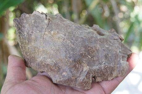 白木香是沉香嗎(白木香和沉香的區別) 白木香是沉香嗎(白木香和沉香的區別)