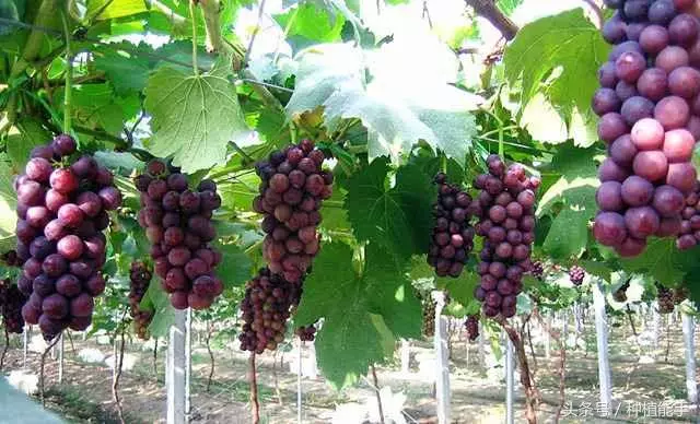 葡萄英語怎么讀(葡萄英語的讀法和寫法) 葡萄英語怎么讀(葡萄英語的讀法和寫法)