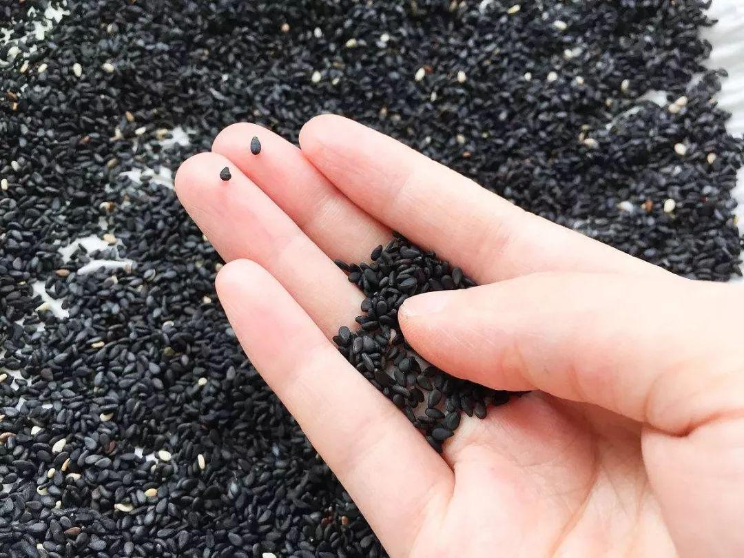 如何辨別真假黑芝麻(真假芝麻的鑒別方法) 如何辨別真假黑芝麻(真假芝麻的鑒別方法)