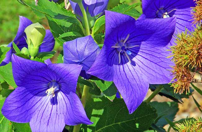 洋桔梗和桔梗是一種嗎(洋桔梗和桔梗的區(qū)別) 洋桔梗和桔梗是一種嗎(洋桔梗和桔梗的區(qū)別)