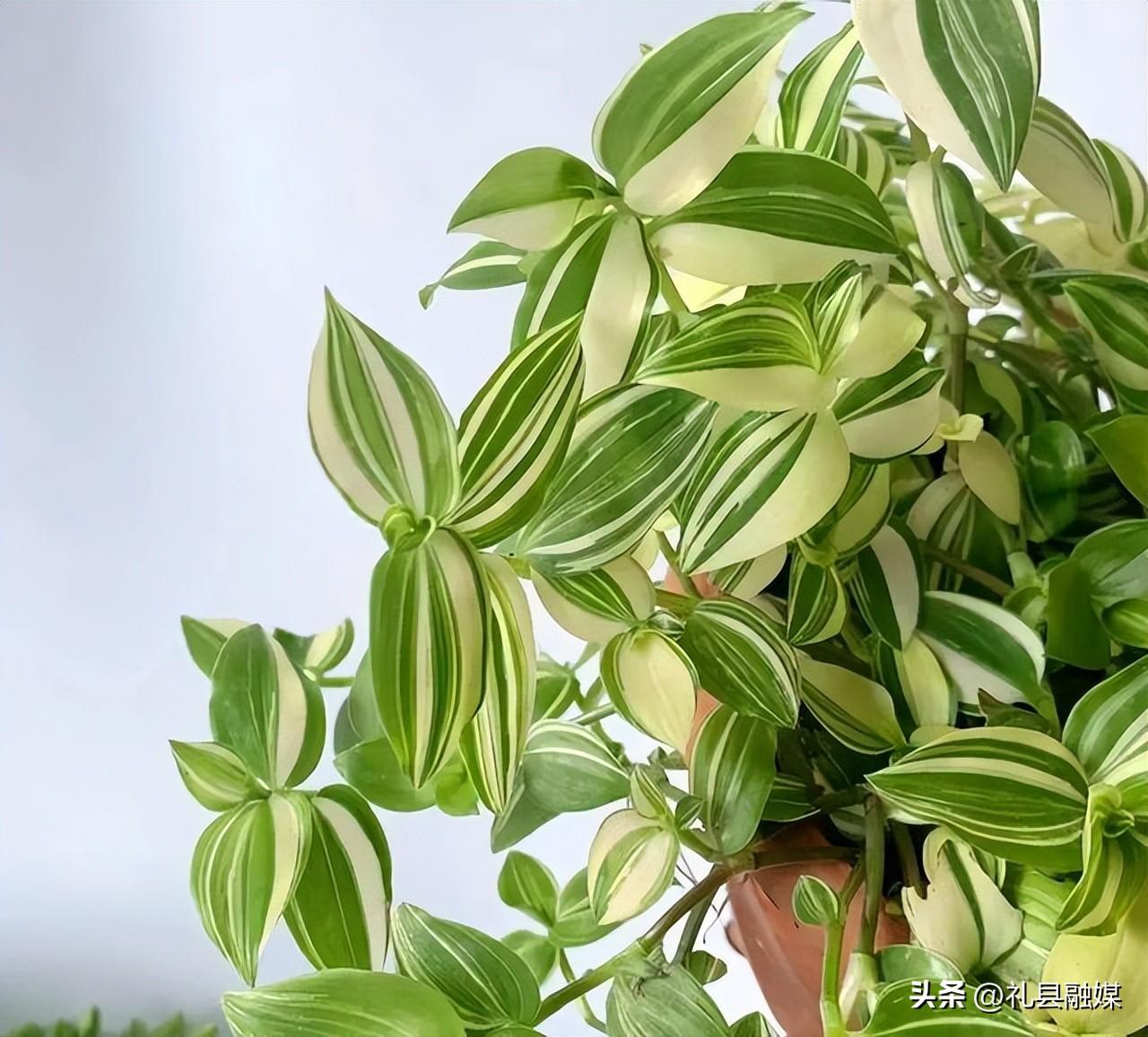 吊籃都有哪些品種圖片(常見的18個吊蘭種類及圖片) 吊籃都有哪些品種圖片(常見的18個吊蘭種類及圖片)