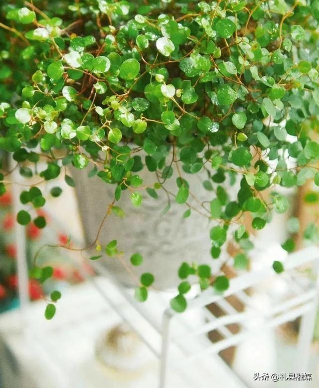 吊籃都有哪些品種圖片(常見的18個吊蘭種類及圖片) 吊籃都有哪些品種圖片(常見的18個吊蘭種類及圖片)