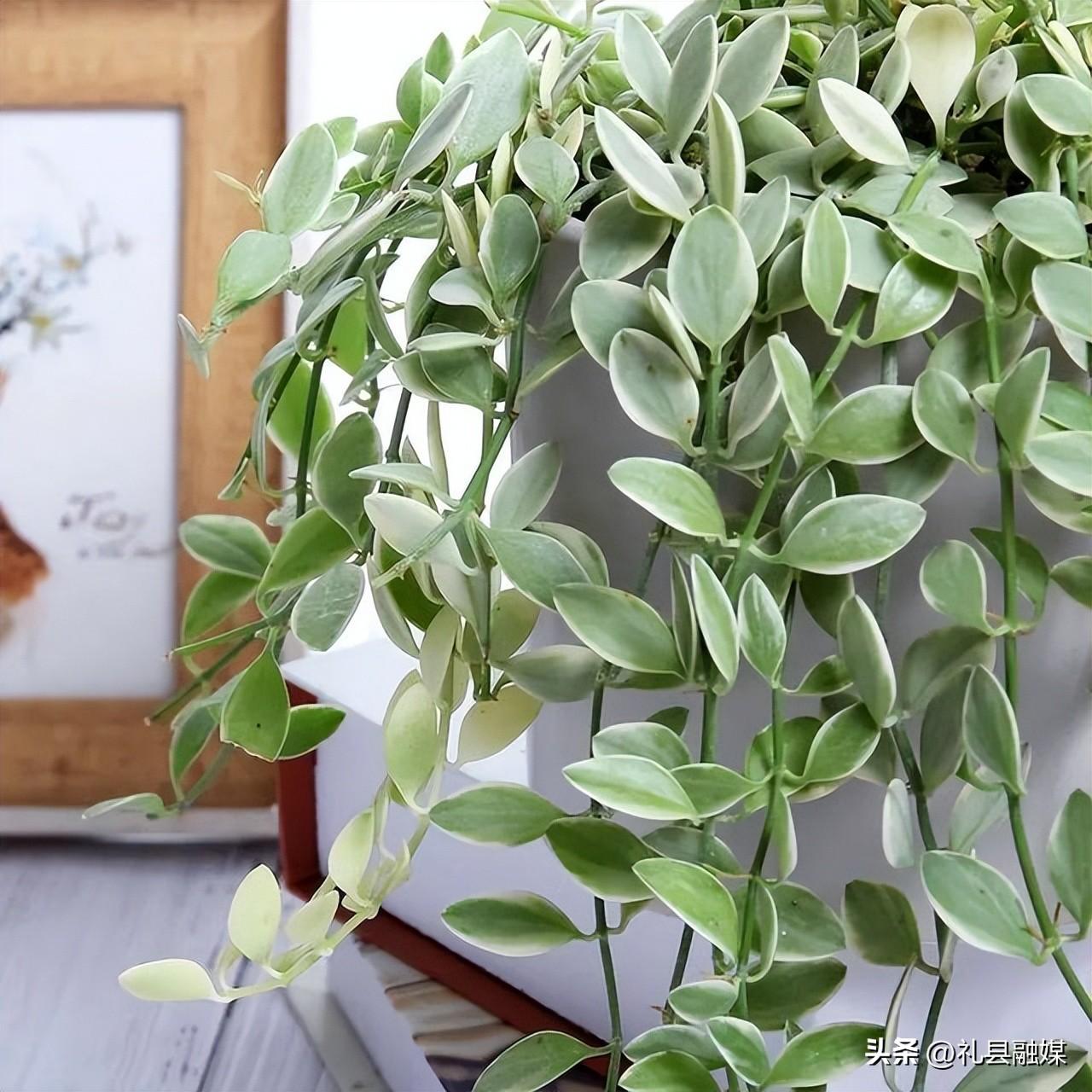 吊籃都有哪些品種圖片(常見的18個吊蘭種類及圖片) 吊籃都有哪些品種圖片(常見的18個吊蘭種類及圖片)