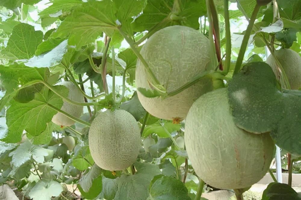 哈密瓜的英文怎么讀寫(哈密瓜科屬介紹) 哈密瓜的英文怎么讀寫(哈密瓜科屬介紹)