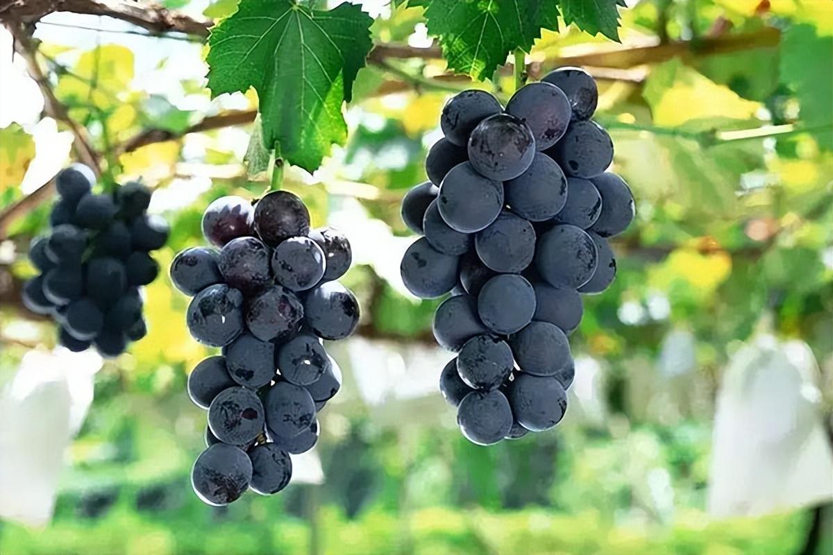 葡萄種類名稱及圖片(常見18種葡萄的區別及口感) 葡萄種類名稱及圖片(常見18種葡萄的區別及口感)