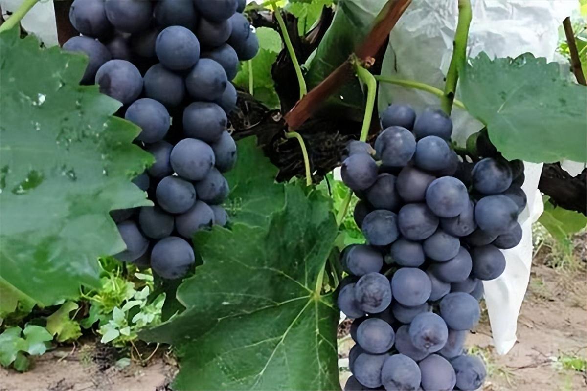 葡萄種類名稱及圖片(常見18種葡萄的區別及口感) 葡萄種類名稱及圖片(常見18種葡萄的區別及口感)