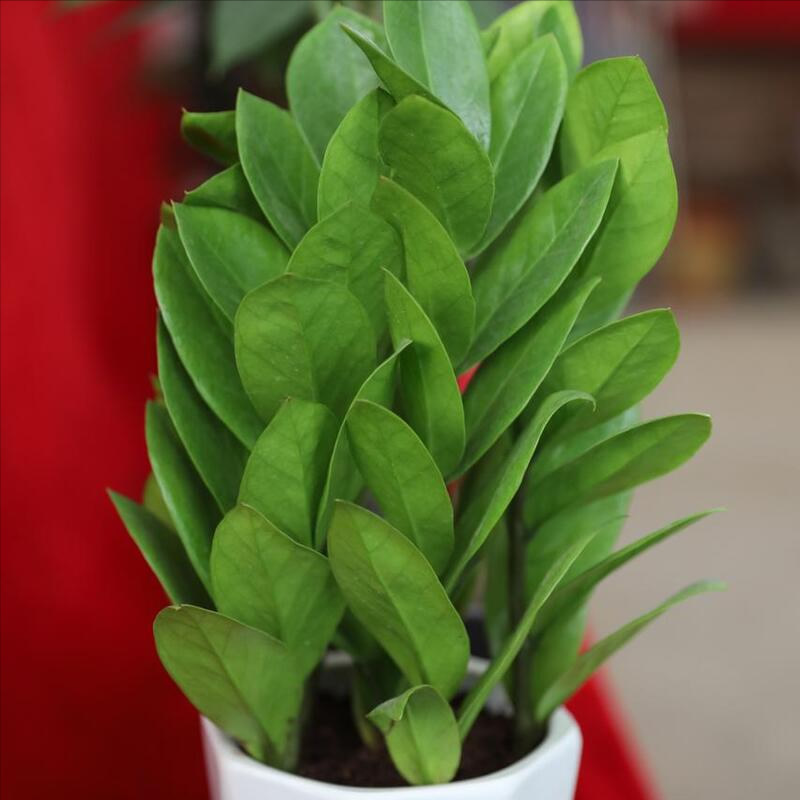 金錢樹的養殖方法和注意事項 金錢樹的養殖方法和注意事項