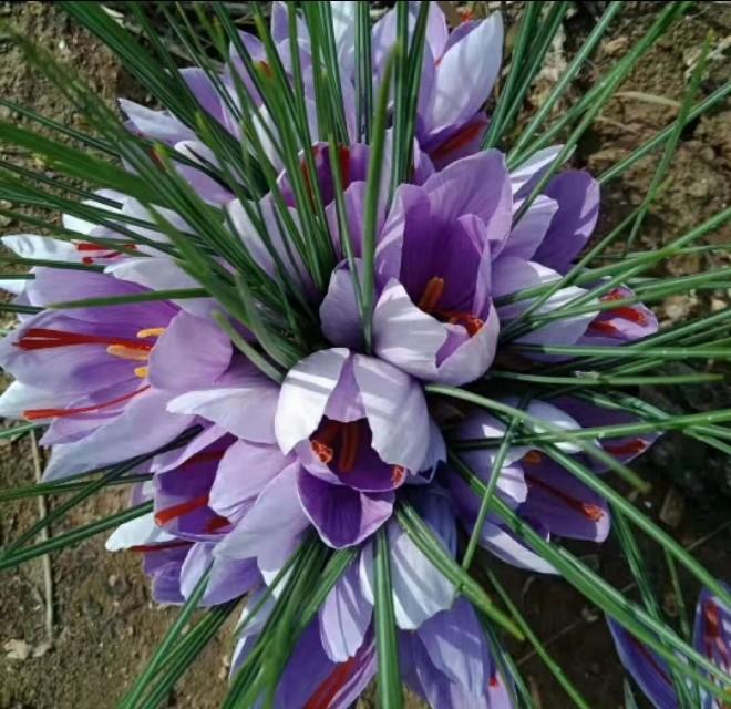 西紅花種子怎么種什么時候種(西紅花種子的種植方法) 西紅花種子怎么種什么時候種(西紅花種子的種植方法)