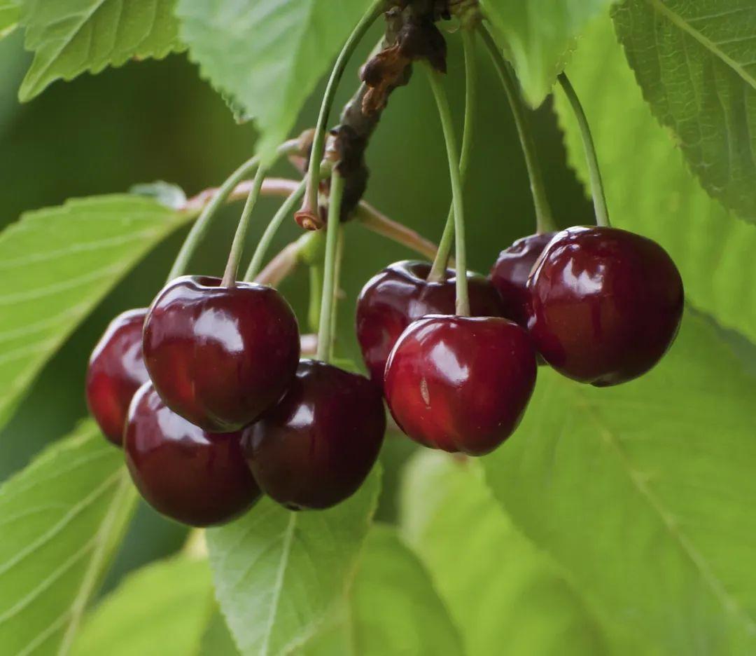 為什么車(chē)?yán)遄颖葯烟屹F很多（車(chē)?yán)遄雍蜋烟业膮^(qū)別）