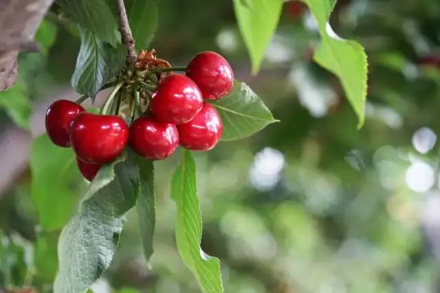 為什么車(chē)?yán)遄颖葯烟屹F很多（車(chē)?yán)遄雍蜋烟业膮^(qū)別）