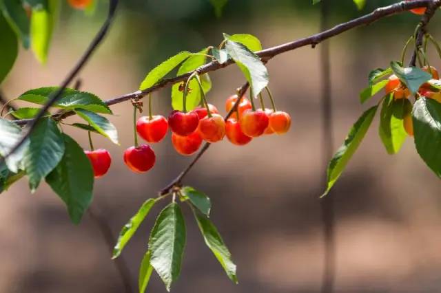 （華盛頓沒(méi)有砍過(guò)櫻桃樹(shù)，但歐美人喜歡櫻桃是真的，圖中為意大利畫(huà)家薩爾瓦多·波斯蒂廖內(nèi)繪制的《櫻桃時(shí)間》）