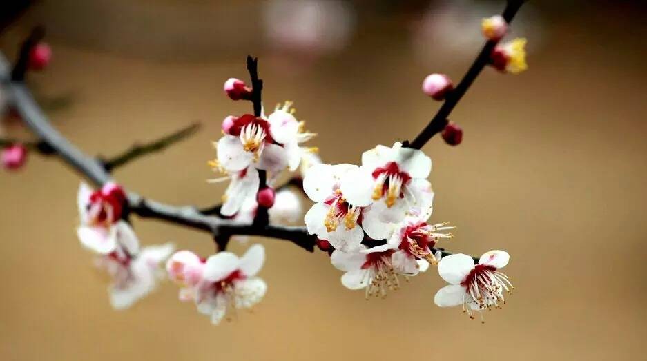 梅花的品質(zhì)和精神象征什么(梅花代表的精神品質(zhì)和寓意) 梅花的品質(zhì)和精神象征什么(梅花代表的精神品質(zhì)和寓意)