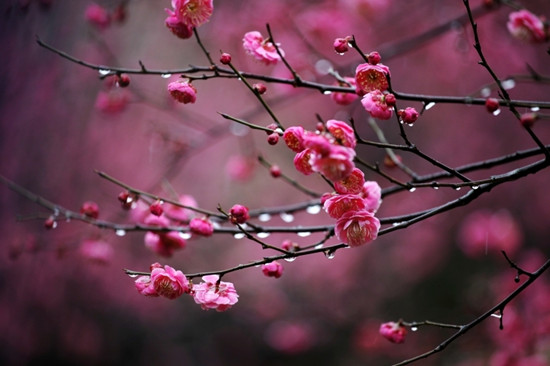 梅花的品質(zhì)和精神象征什么(梅花代表的精神品質(zhì)和寓意) 梅花的品質(zhì)和精神象征什么(梅花代表的精神品質(zhì)和寓意)