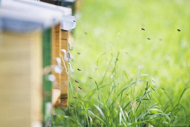 蜂王試飛時(shí)間在幾點(diǎn)（蜂王試飛時(shí)間和交尾次數(shù)）