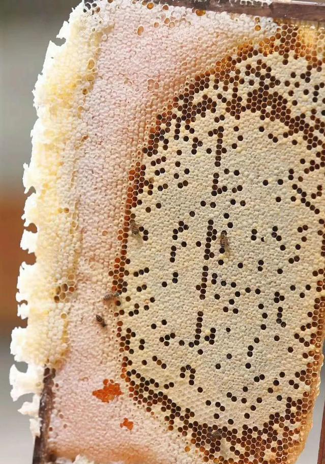 子脾和蜜脾有什么區(qū)別(區(qū)分子脾和蜜脾的方法) 子脾和蜜脾有什么區(qū)別(區(qū)分子脾和蜜脾的方法)