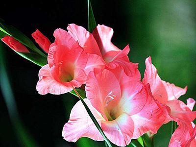 劍蘭的養(yǎng)殖方法和注意事項(xiàng)大全（劍蘭的日常養(yǎng)護(hù)）