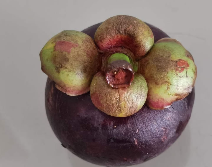 山竹長在土里還是樹上(山竹生長的地方和栽培技術(shù)) 山竹長在土里還是樹上(山竹生長的地方和栽培技術(shù))