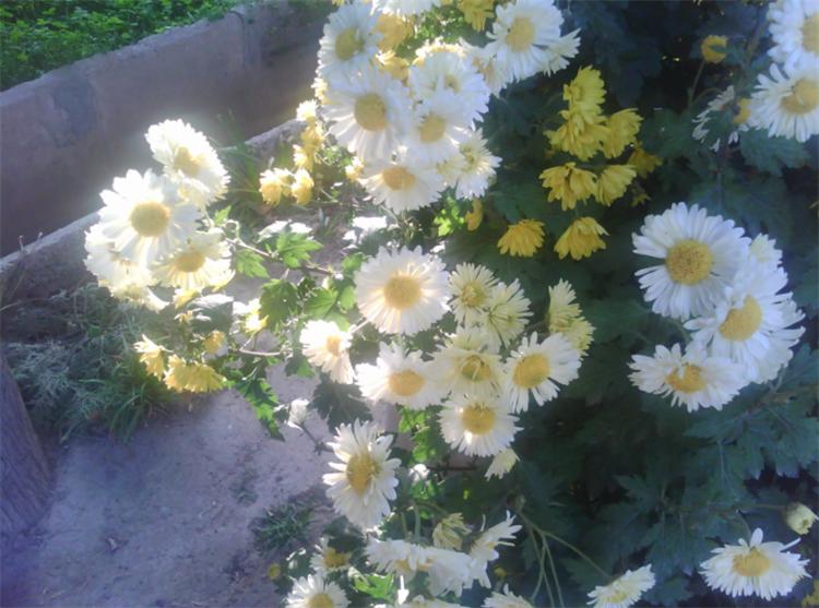 小雛菊的花語是什么(小雛菊的花語和寓意) 七里香是什么植物(七里香的開花時間)