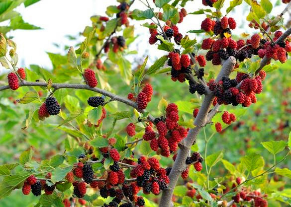 鹽堿地適合種什么樹(適合鹽堿地生長的樹木品種) 鹽堿地適合種什么樹(適合鹽堿地生長的樹木品種)